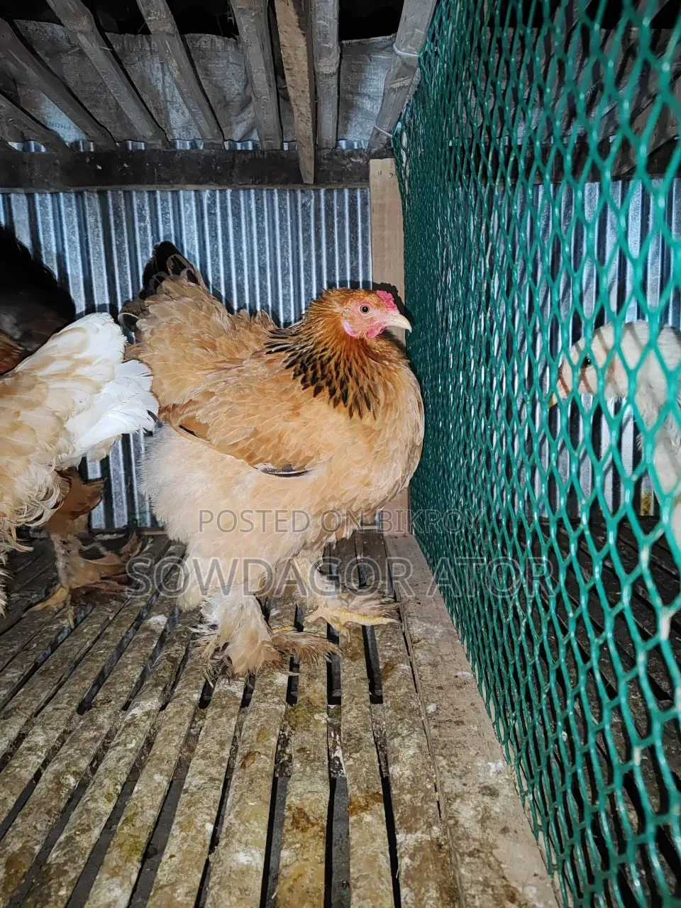 বাফ ব্রামার বীজ ডিম পাওয়া যাবে