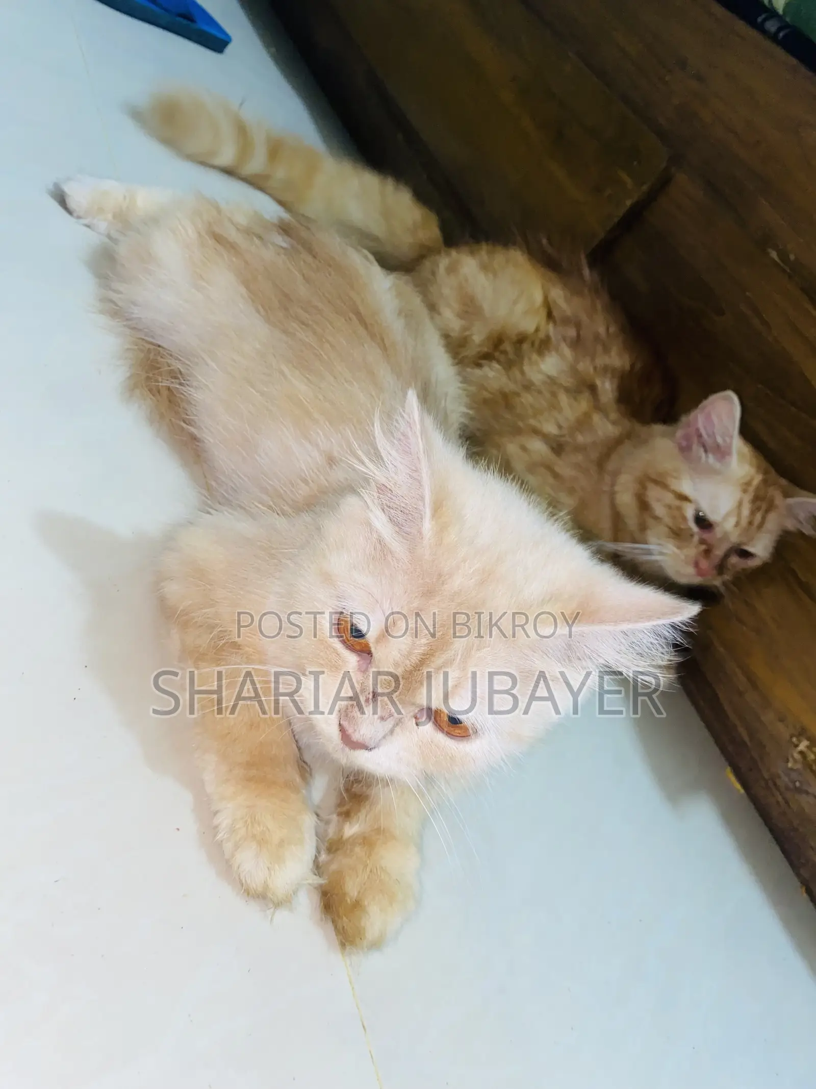 1+ year Male Purebred Persian