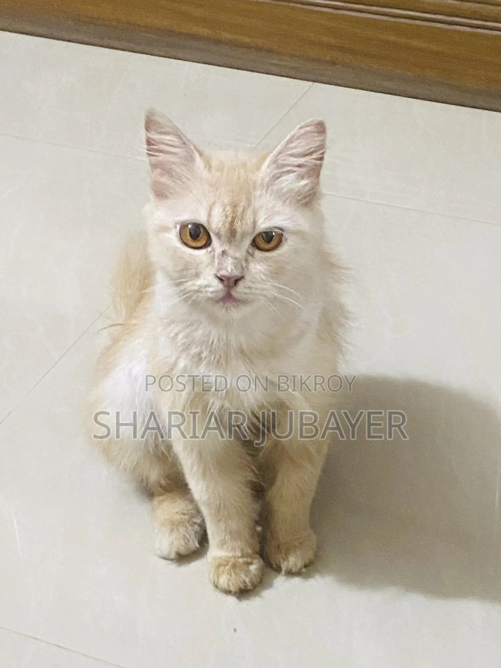 1+ year Male Purebred Persian