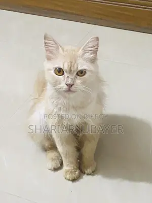 1+ year Male Purebred Persian