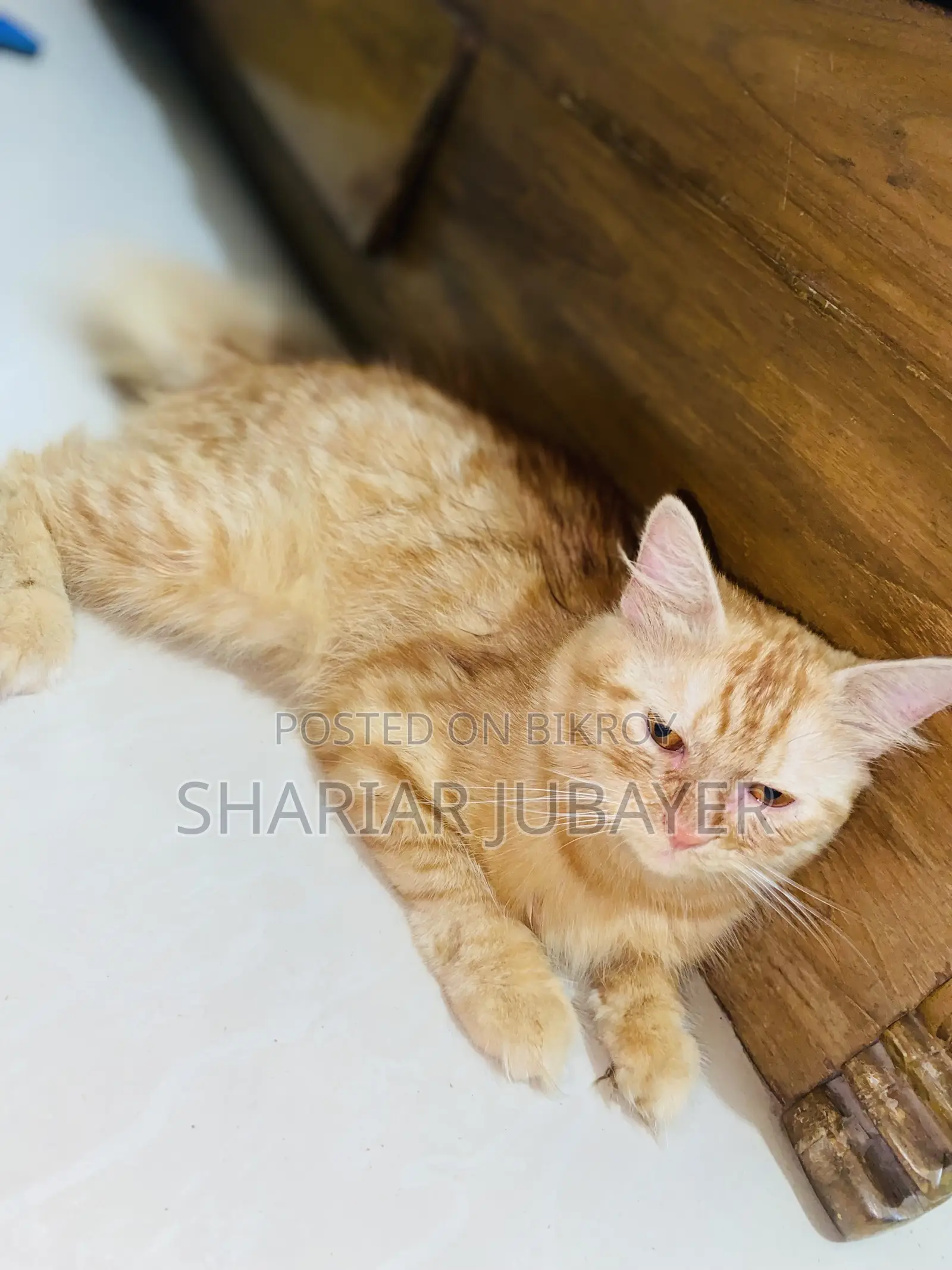 1+ year Male Purebred Persian