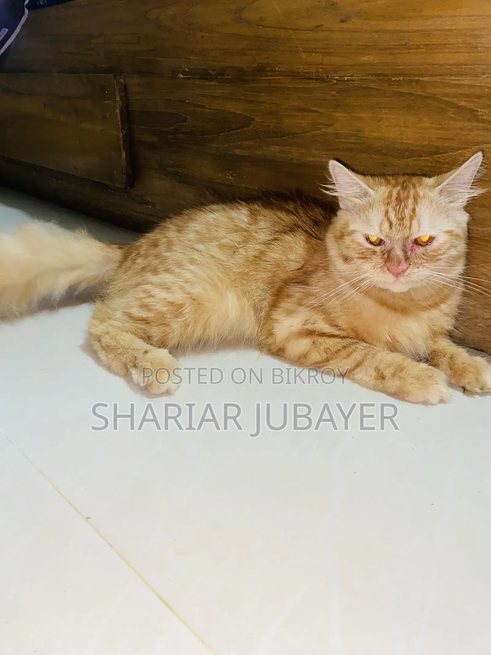 1+ year Male Purebred Persian