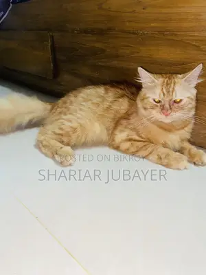 1+ year Male Purebred Persian