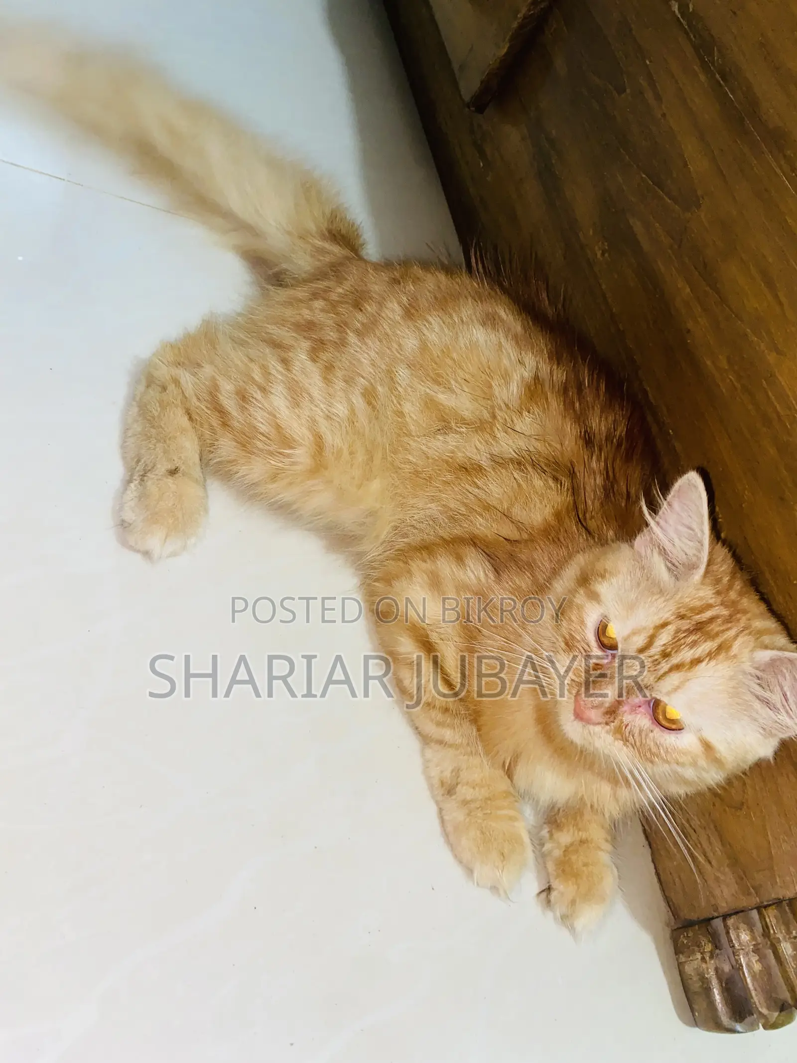 1+ year Male Purebred Persian