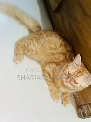 1+ year Male Purebred Persian