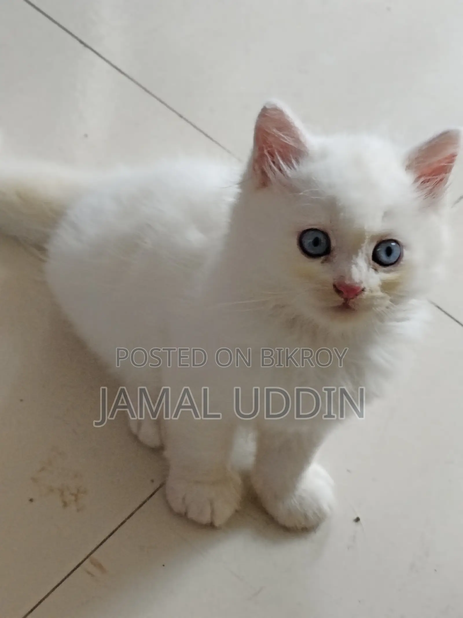 1-3 months Male Mixed Breed Persian