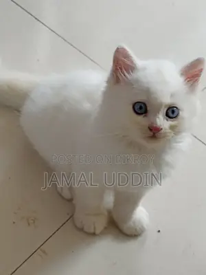 1-3 months Male Mixed Breed Persian