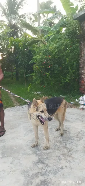 1+ year Male Mixed Breed German Shepherd