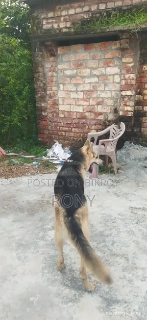 1+ year Male Mixed Breed German Shepherd