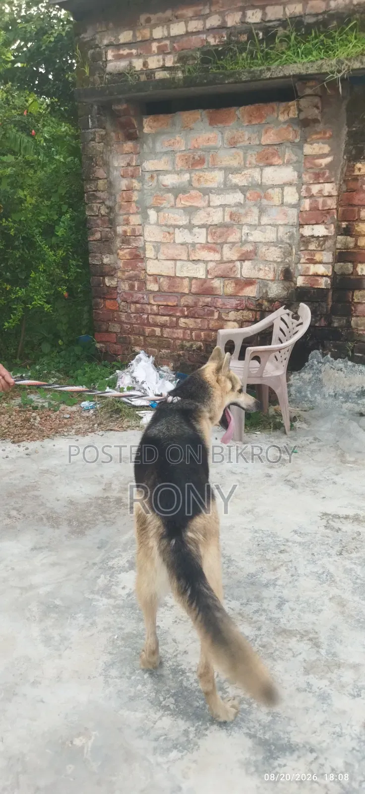 1+ year Male Mixed Breed German Shepherd