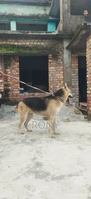 1+ year Male Mixed Breed German Shepherd