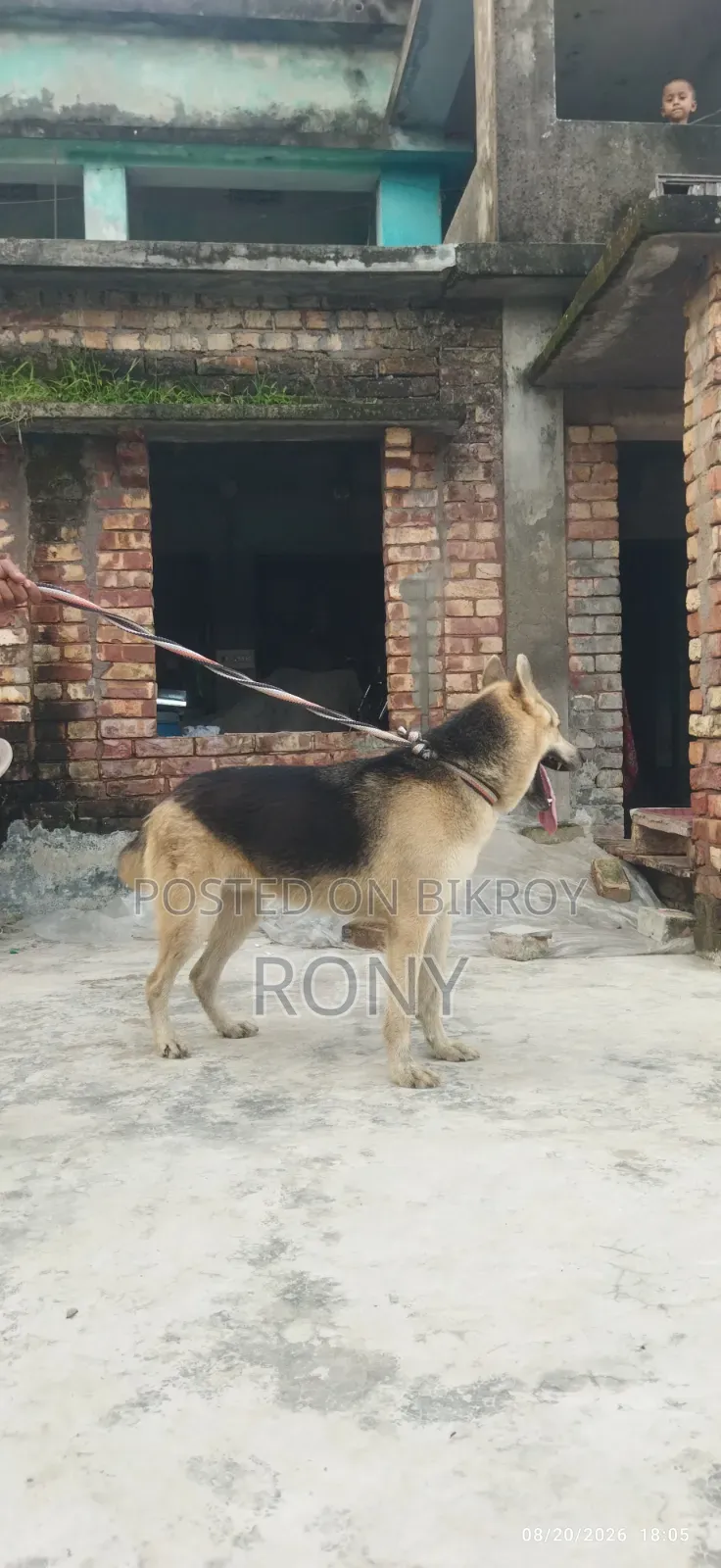 1+ year Male Mixed Breed German Shepherd