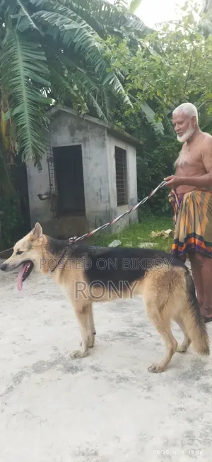 1+ year Male Mixed Breed German Shepherd