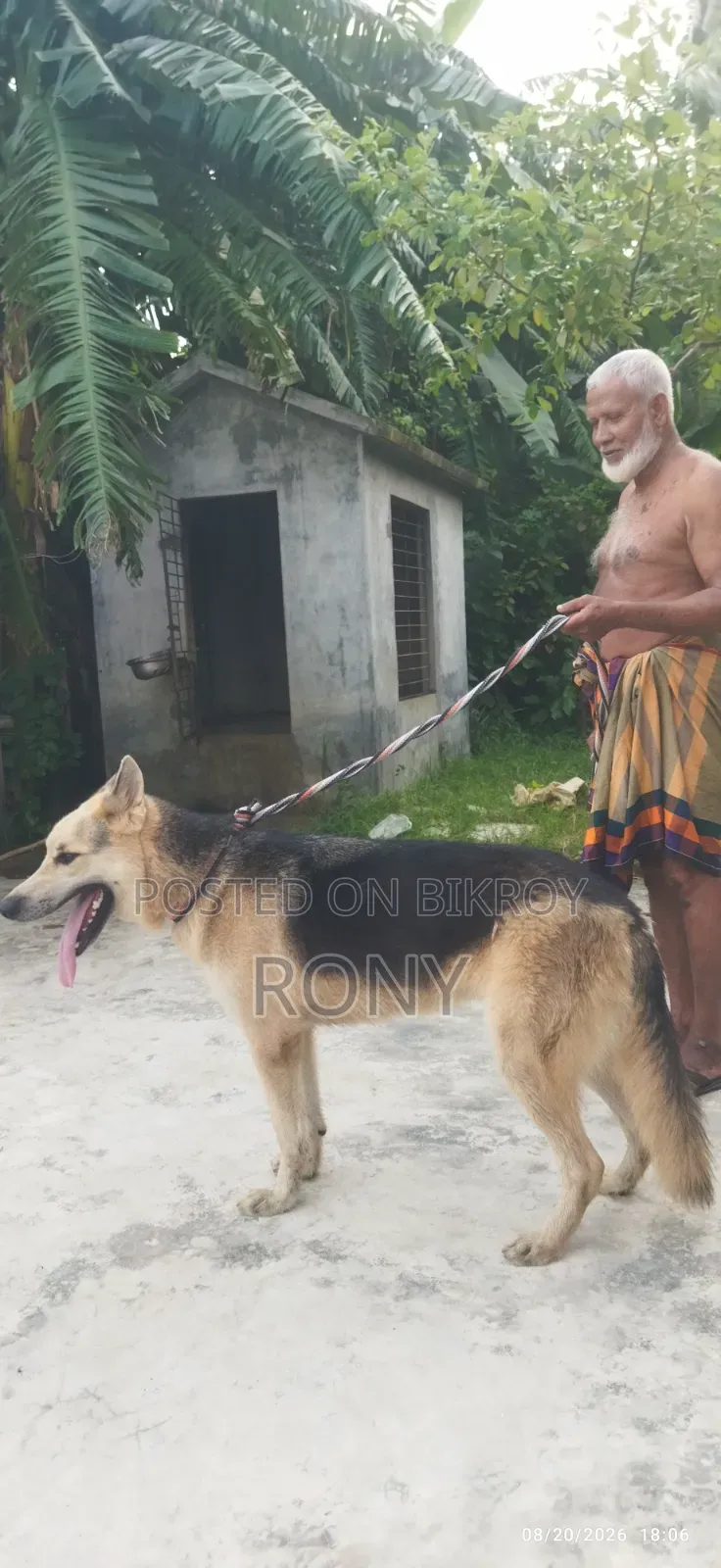 1+ year Male Mixed Breed German Shepherd