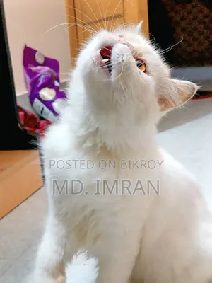1+ year Female Purebred Persian