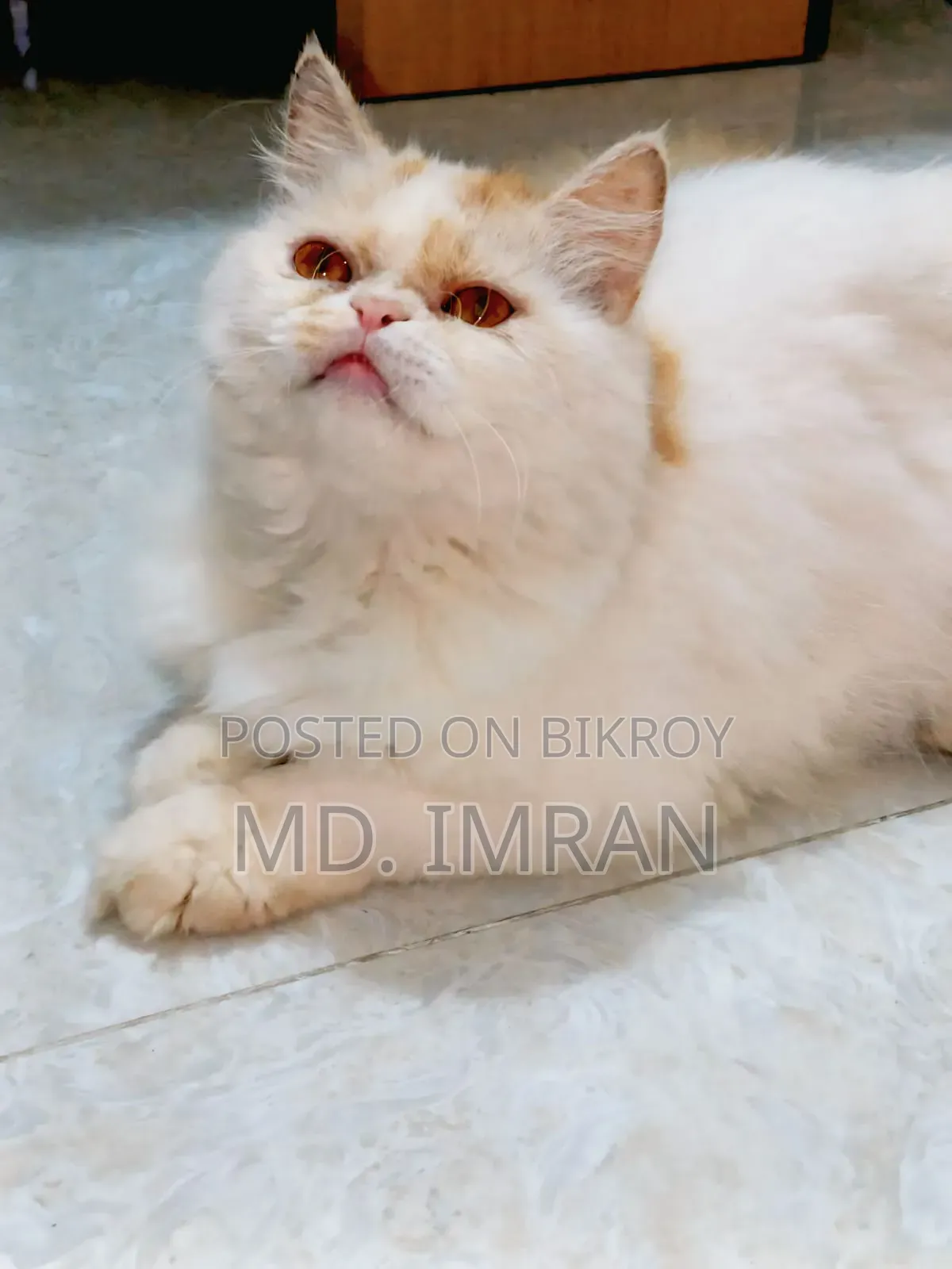1+ year Female Purebred Persian