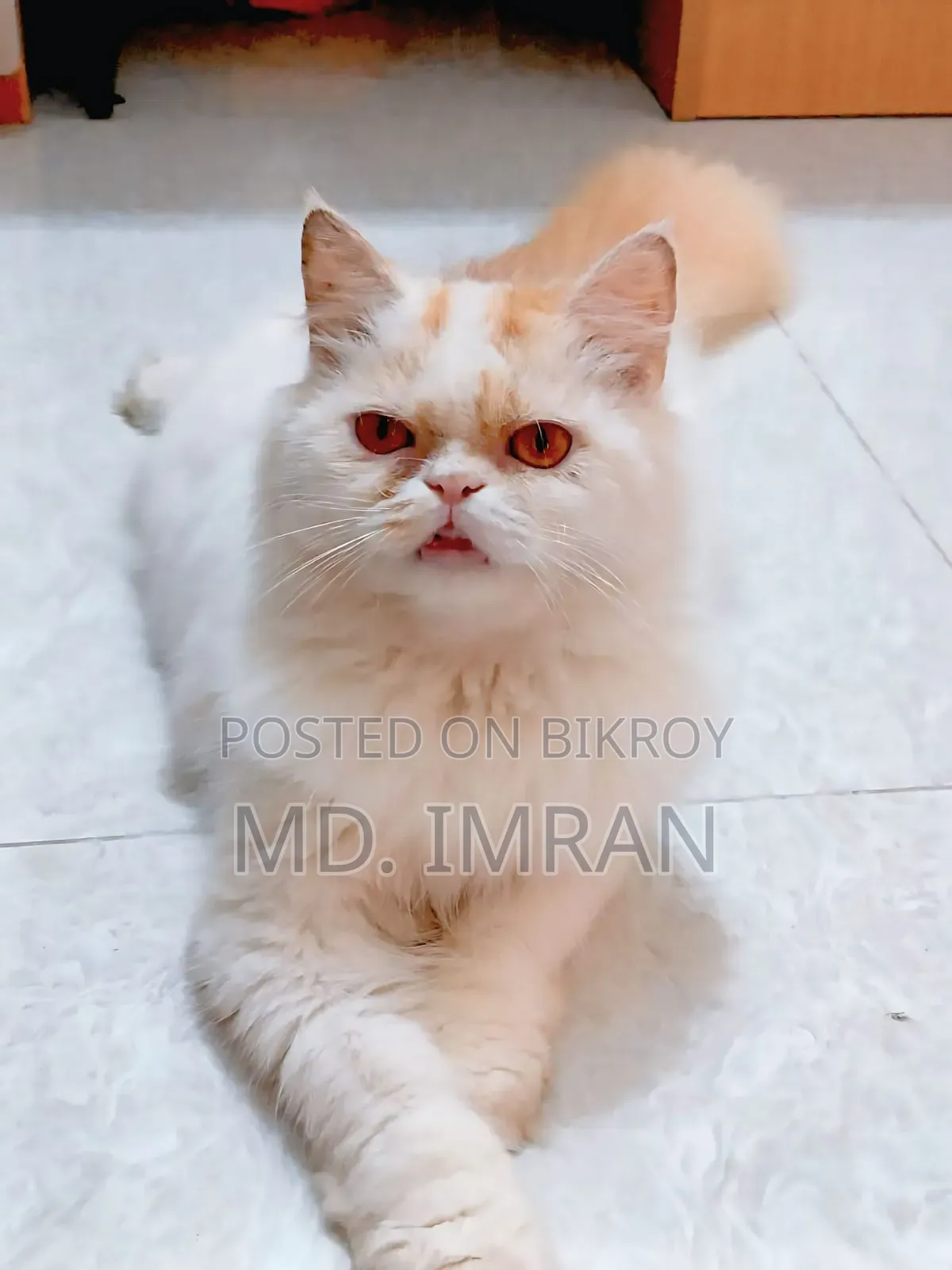 1+ year Female Purebred Persian