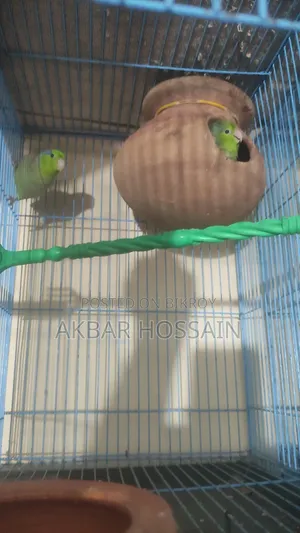 Forpus Pair