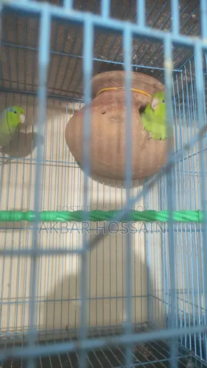 Forpus Pair