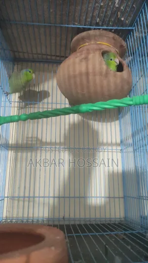 Forpus Pair