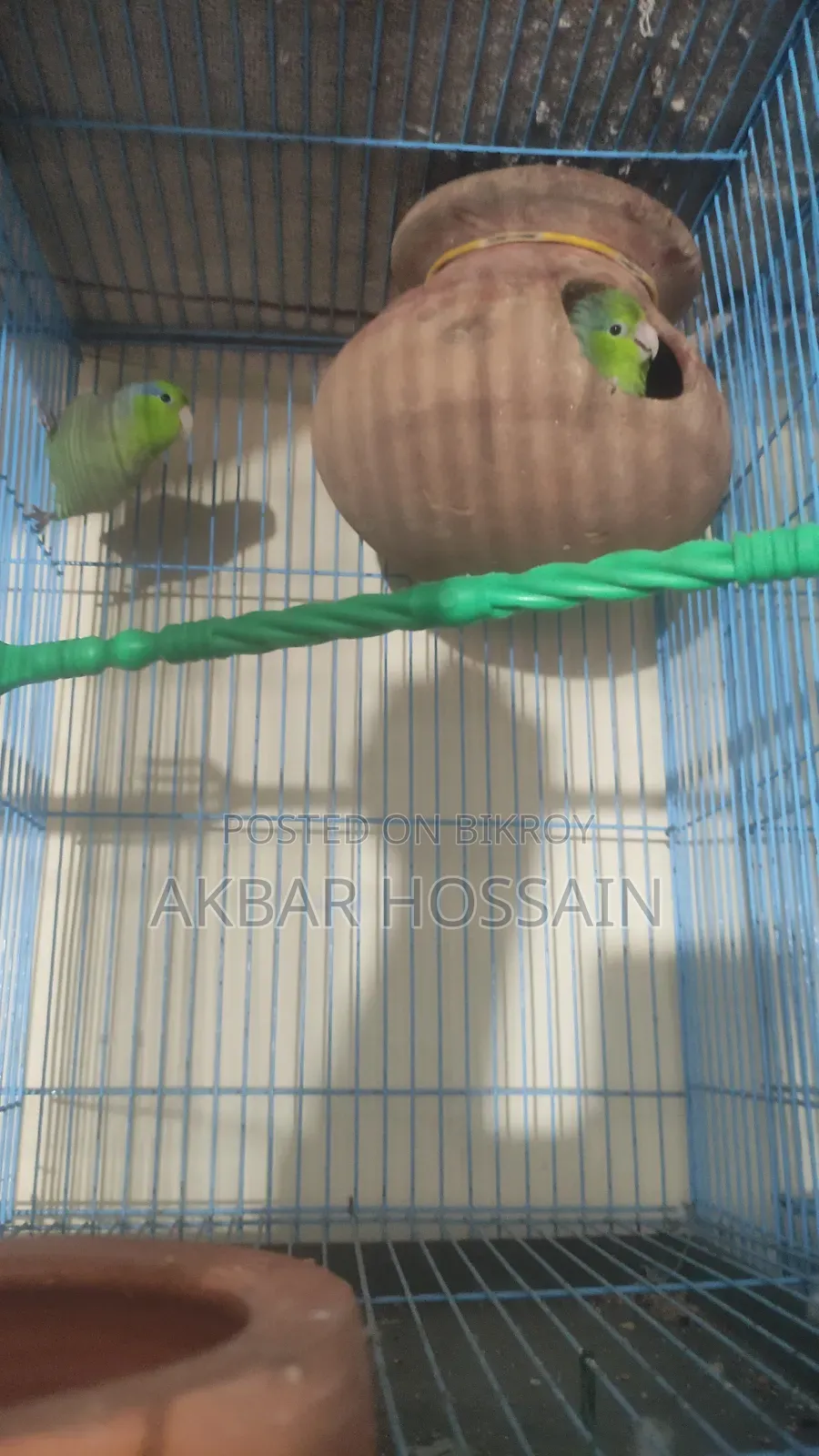Forpus Pair