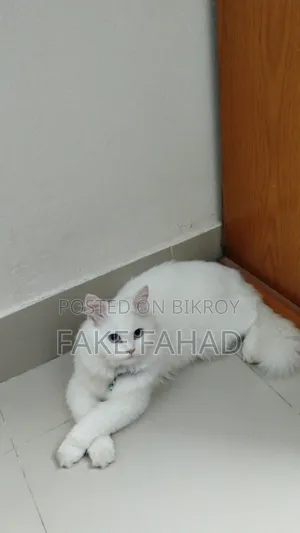 6-12 Months Male Purebred Persian
