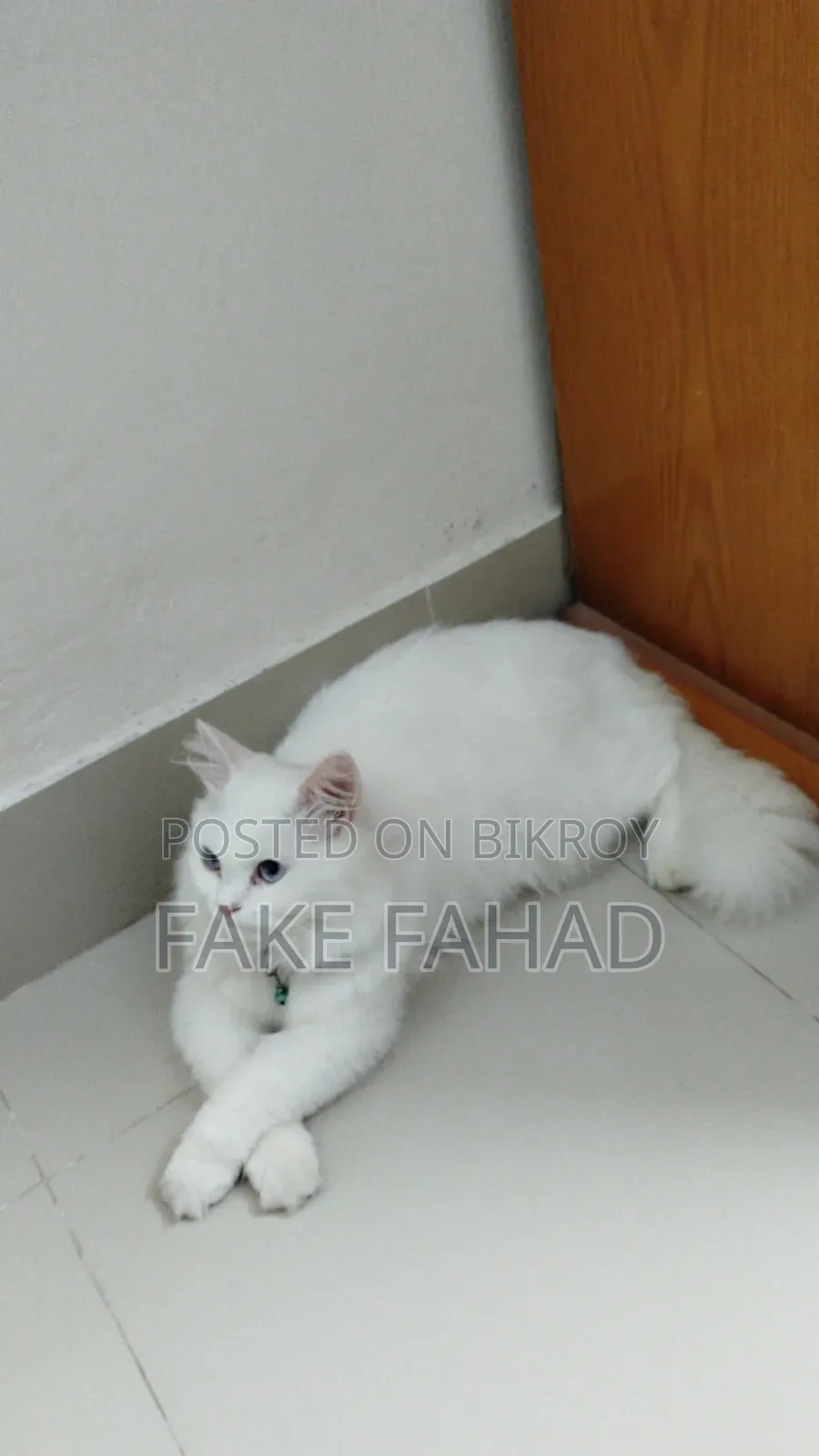 6-12 Months Male Purebred Persian