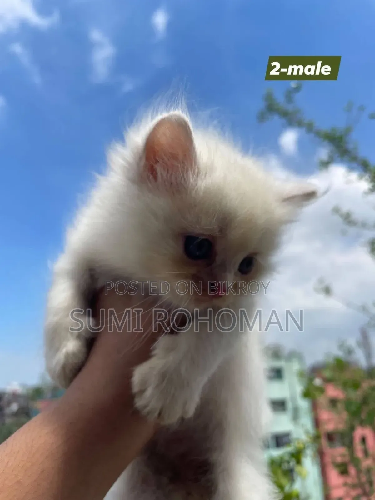 0-1 month Male Purebred Persian