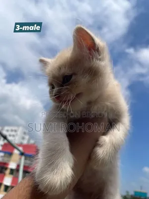 0-1 month Male Purebred Persian