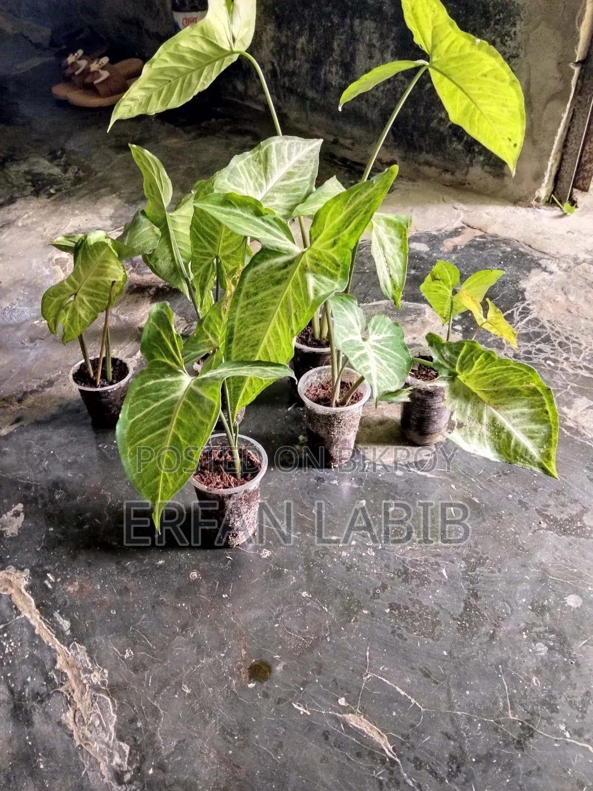Indoor Plants for Sale