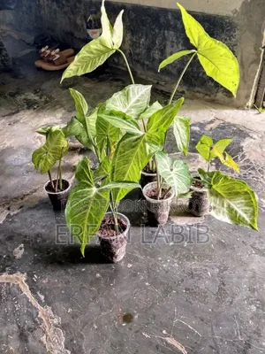Indoor Plants for Sale