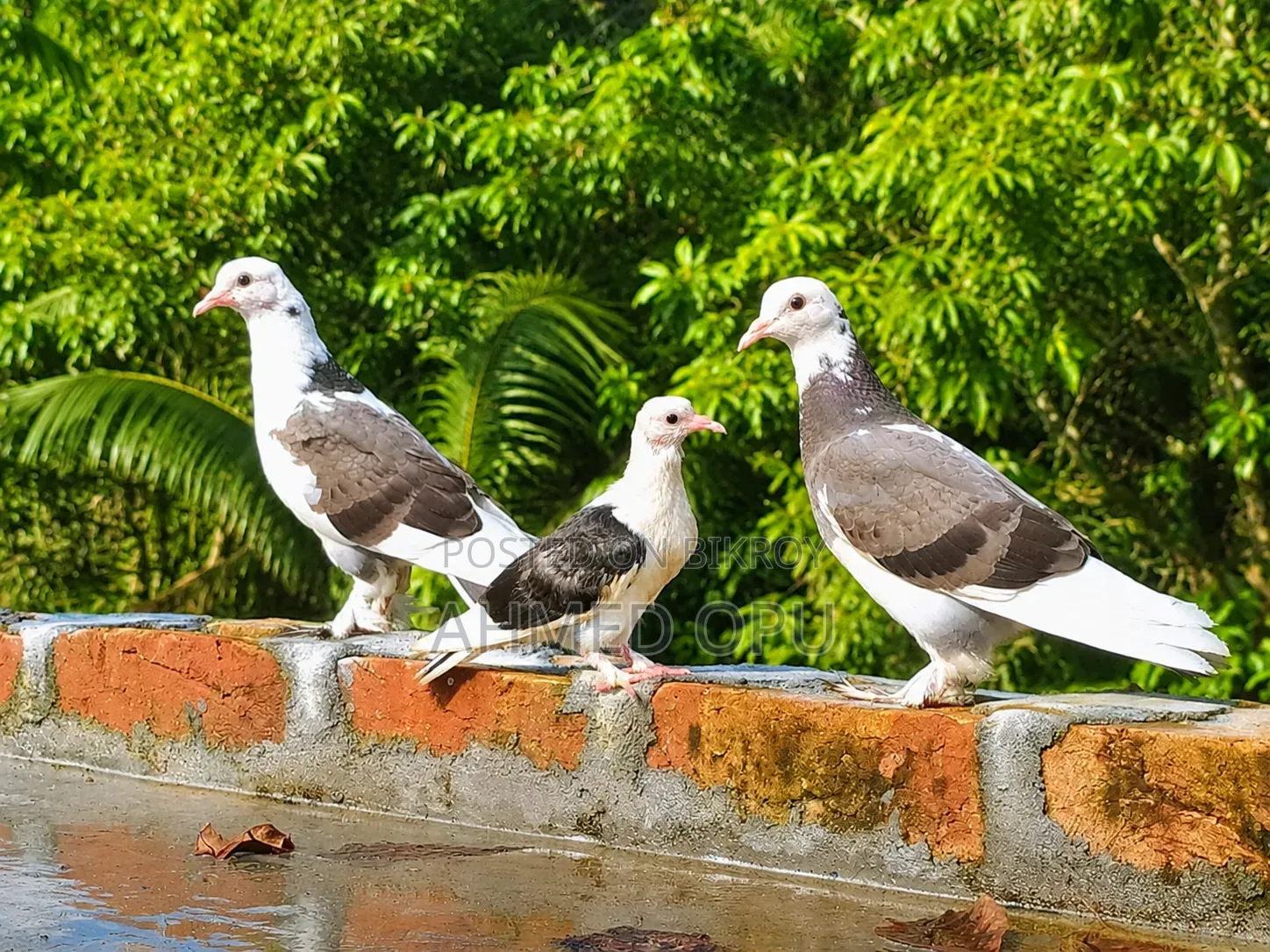 কবুতর পাখি