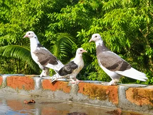 কবুতর পাখি