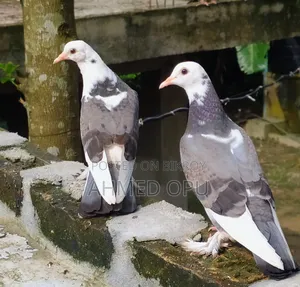 কবুতর পাখি