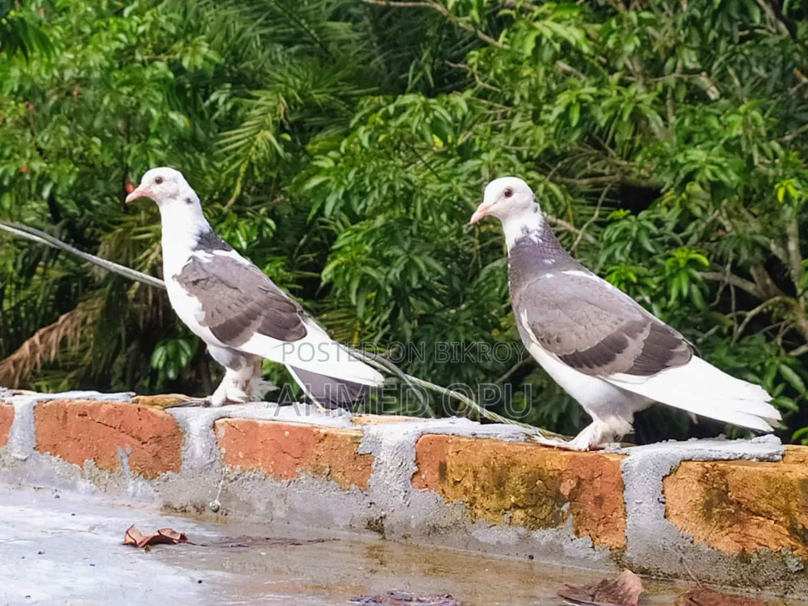 কবুতর পাখি