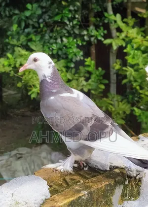 কবুতর পাখি
