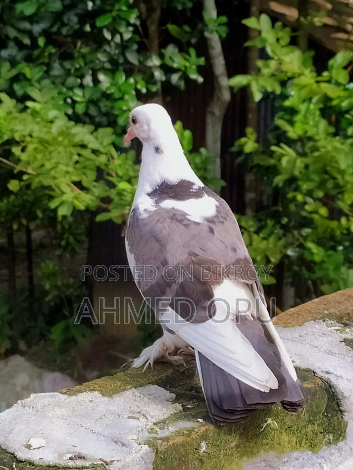কবুতর পাখি
