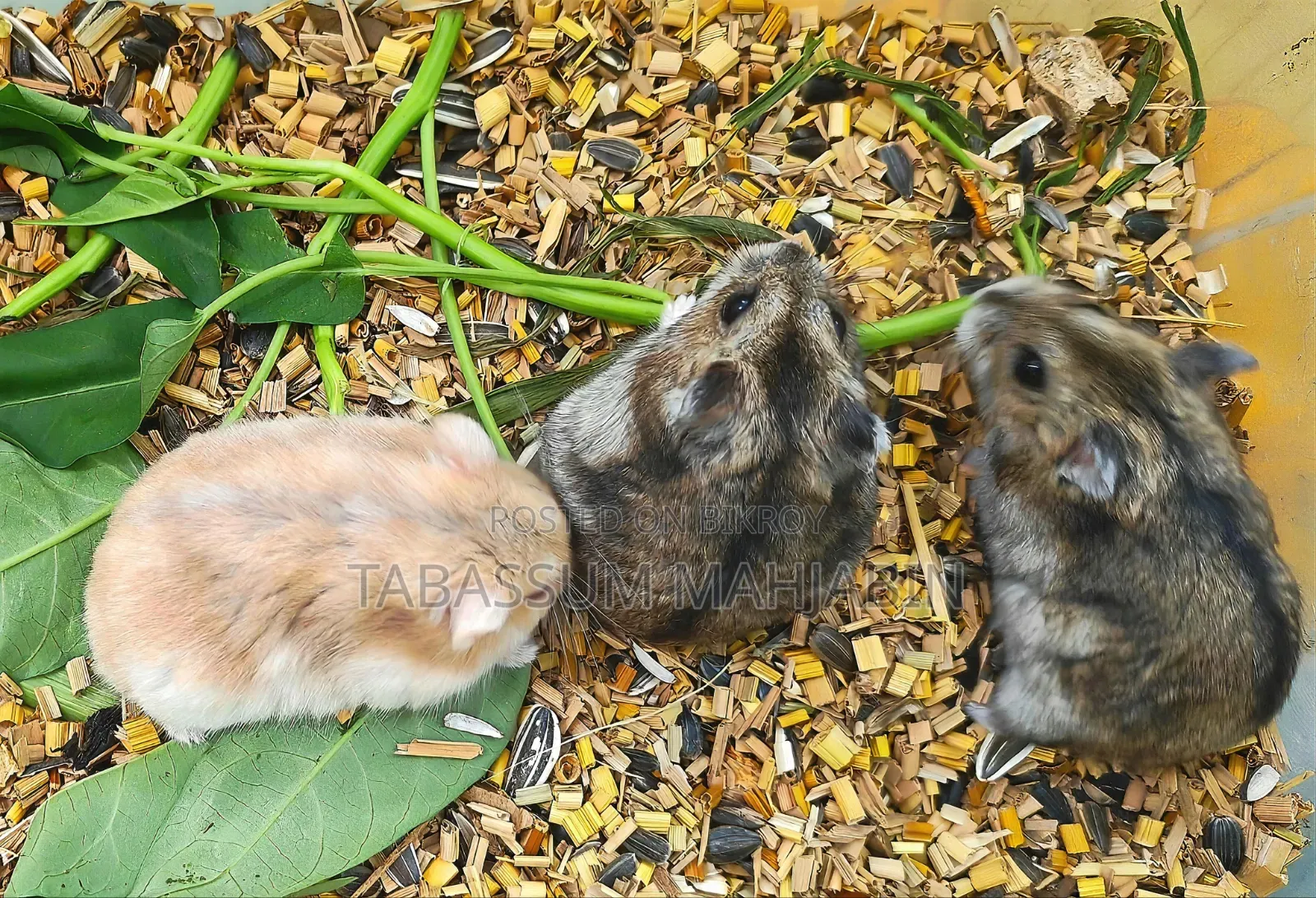 উইন্টার হোয়াইট হ্যামস্টার সেল করা হবে