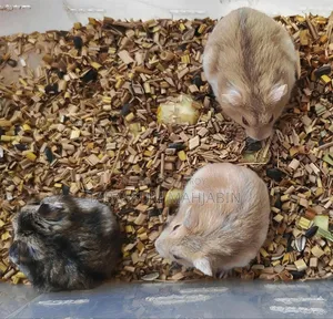 উইন্টার হোয়াইট হ্যামস্টার সেল করা হবে
