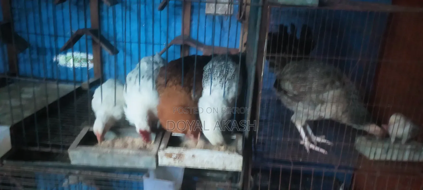 মুরগি ৩ জোড়া