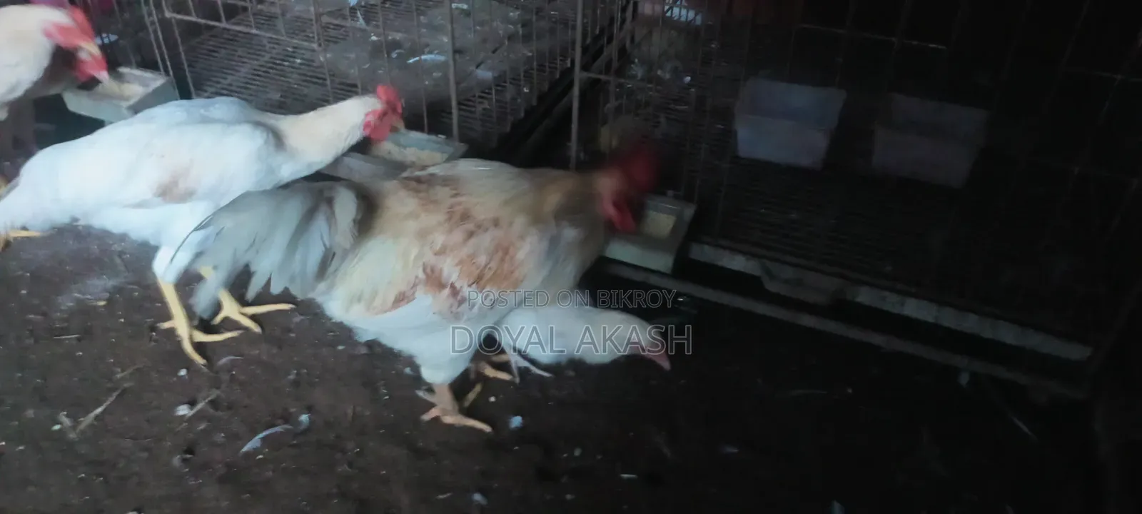 মুরগি ৩ জোড়া