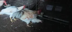 মুরগি ৩ জোড়া