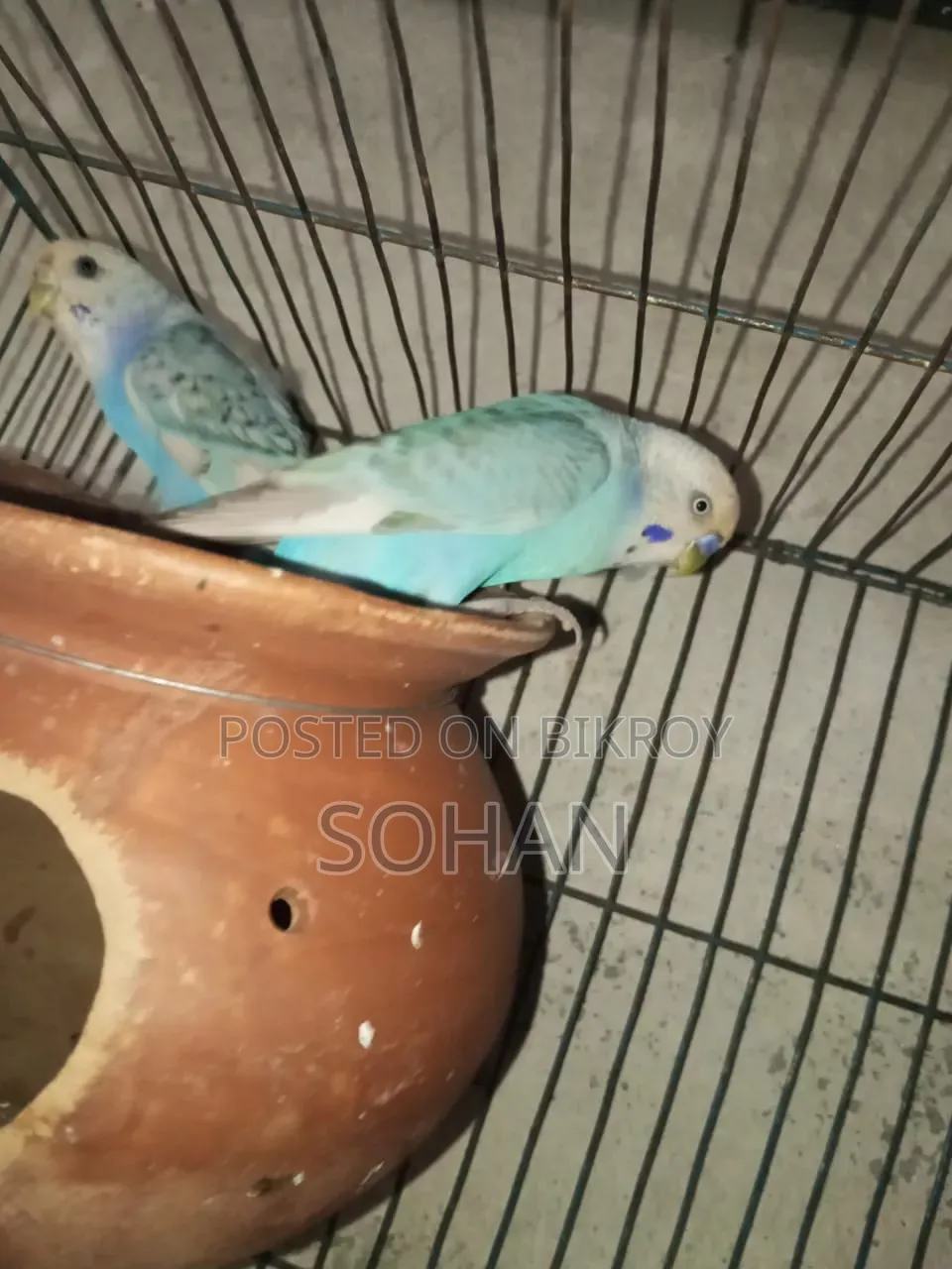 বাজরিগার পাখি