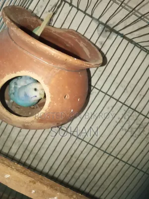 বাজরিগার পাখি