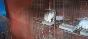 মুরগি ৩ জোড়া