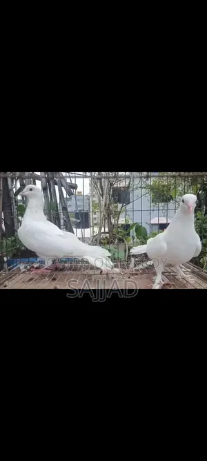 কাগজি কবুতর