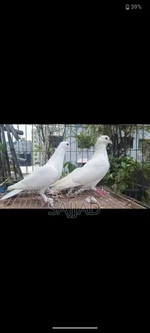 কাগজি কবুতর