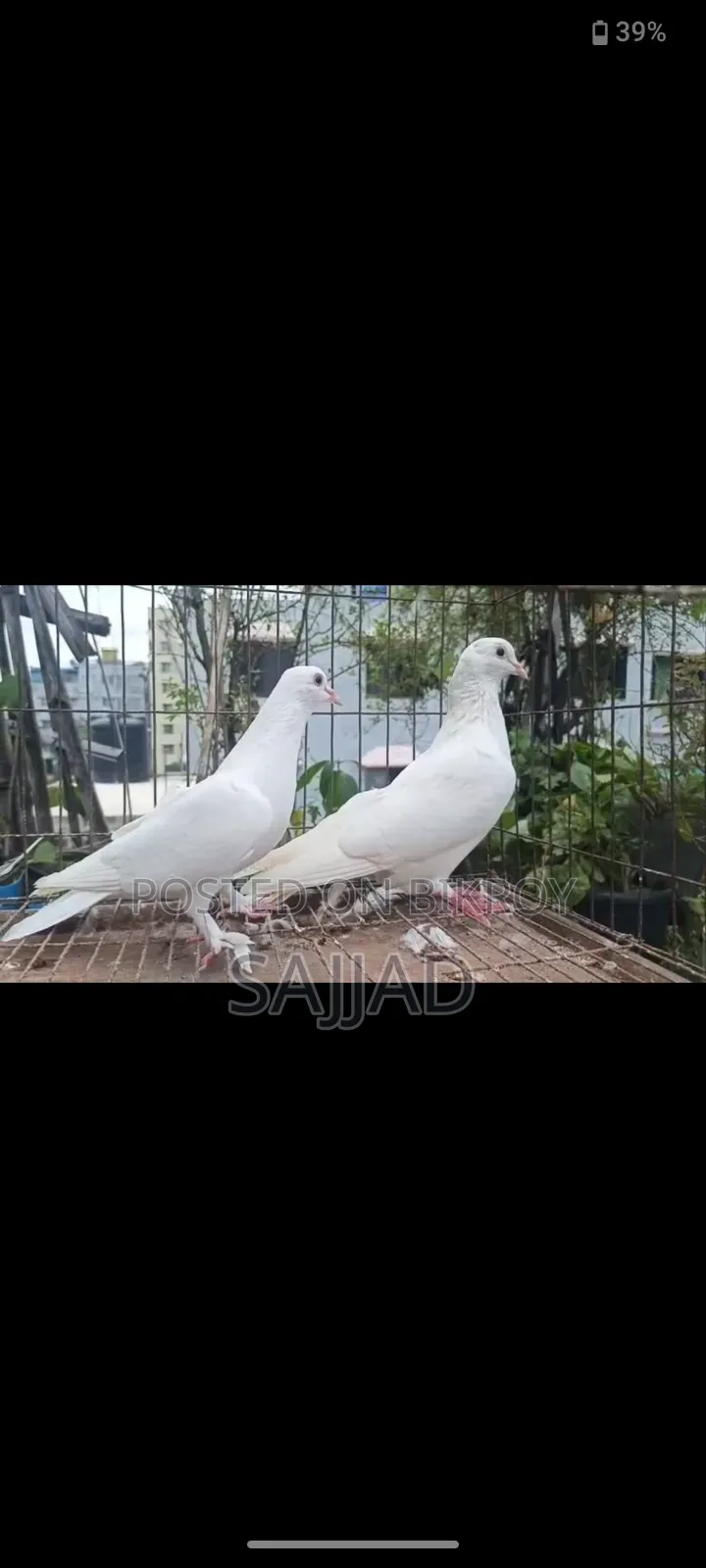 কাগজি কবুতর