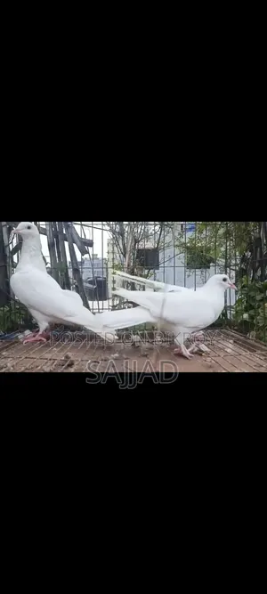 কাগজি কবুতর
