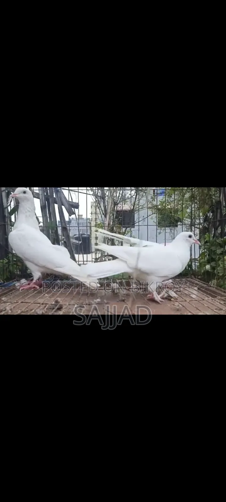 কাগজি কবুতর